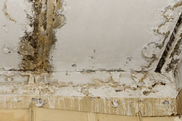 Best Attic Mold Removal  in Clinton, OK