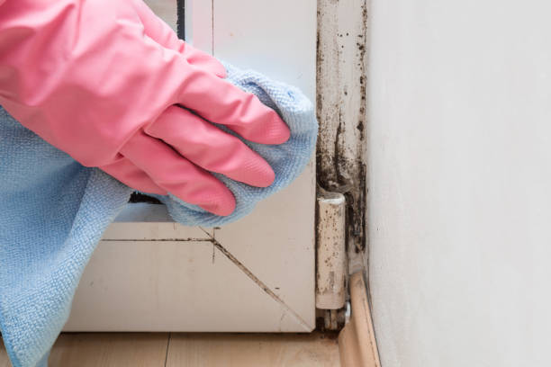 Best Commercial Mold Inspection  in Clinton, OK